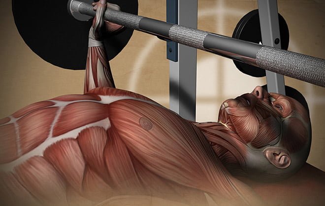 Tipos de fibras musculares brancas rápidas e vermelhas lentas