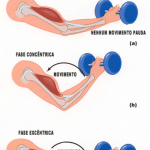 fase excentrica e concentrica musculacao exercicios