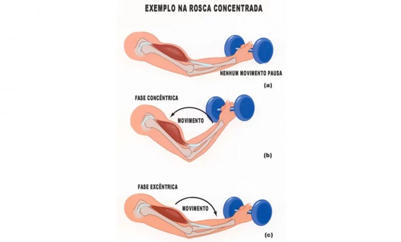 fase excentrica e concentrica musculacao exercicios