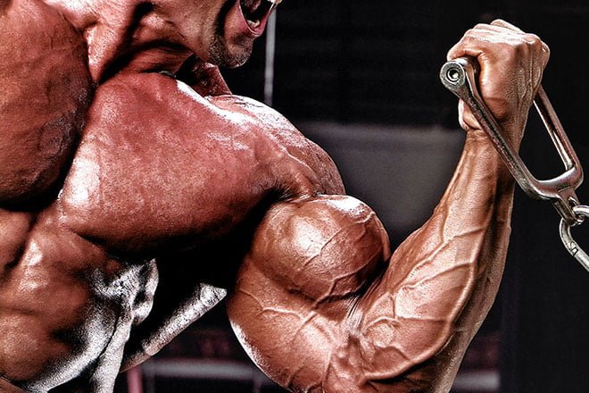 Qual é o músculo mais forte e o mais fraco do corpo humano?