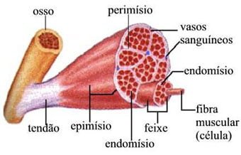 fibra-muscular