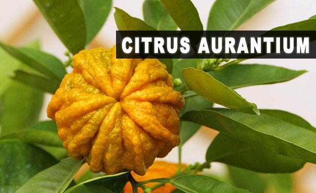 Citrus aurantium - Para que serve, emagrece, efeitos colaterais e dosagem