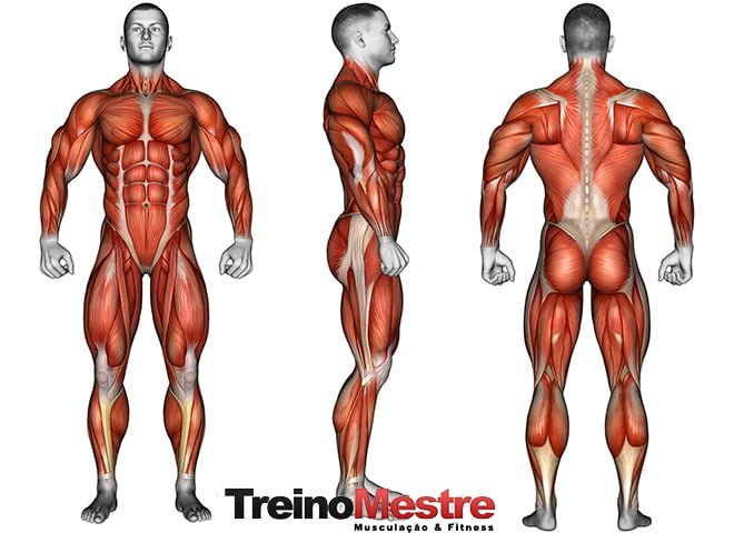 Hipertrofia muscular - treino e dieta Hipertrofia muscular - treino e dieta