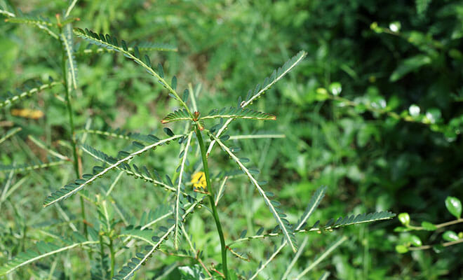 Phyllanthus niruri quebra pedra Phyllanthus niruri quebra pedra