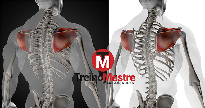 anatomia do manguito rotador anatomia do manguito rotador