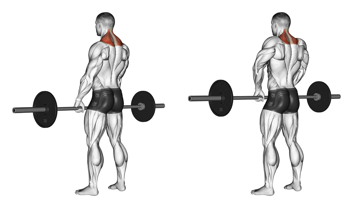 Encolhimento de ombros, como fazer corretamente - Treino Encolhimento de ombros, como fazer corretamente - Treino